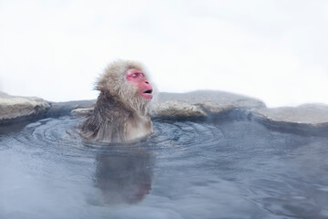 A Japanese monkey relaxing in a hot spring - obrazy, fototapety, plakaty