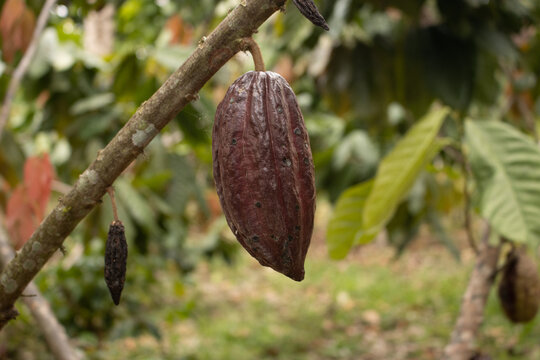 Cocoa fruits grown in the Alto Mayo Valley, located in San Martin Peru