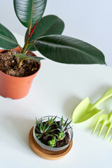 Household chores for transplanting flowers into a new pot