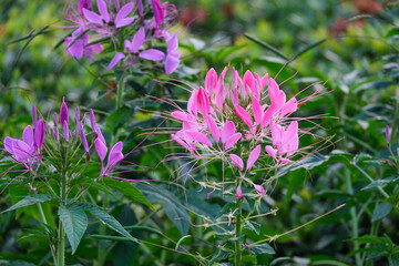 beauty bouquet pink and white flower blossom in botanic garden . fresh violet flora with green leaves
