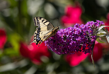 Fototapeta na wymiar swallowtail butterfly on flower