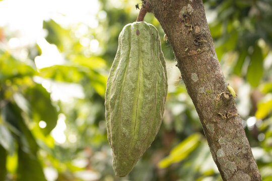 Cocoa fruits grown in the Alto Mayo Valley, located in San Martin Peru