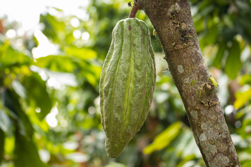 Cocoa fruits grown in the Alto Mayo Valley, located in San Martin Peru