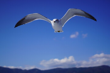 海の上を飛ぶカモメ