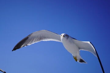 海の上を飛ぶカモメ