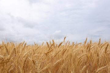 Beautiful agricultural field with ripe wheat crop on cloudy day