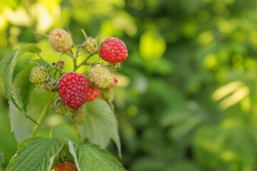 Beautiful raspberry branch with ripening berries in garden, closeup. Space for text