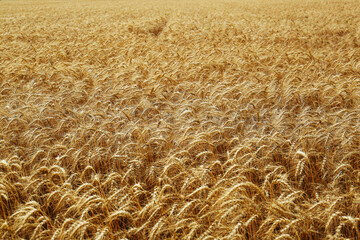 Beautiful view of agricultural field with ripe wheat spikes