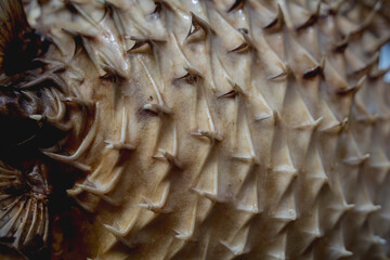 Porcupinefish or puffer fish in souvenir shop.