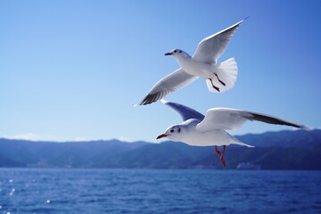 海の上の空を飛ぶカモメ