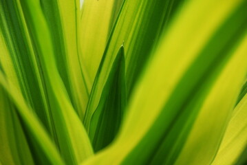 close up plants or cordyline fruticosa leaves texture, colorful leaf