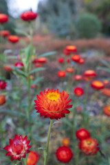 Brightly coloured Xerochrysum Bracteatum everlasting flowers, also known as paper daisy, photographed in early autumn in the heather garden at RHS Wisley, Surrey UK.