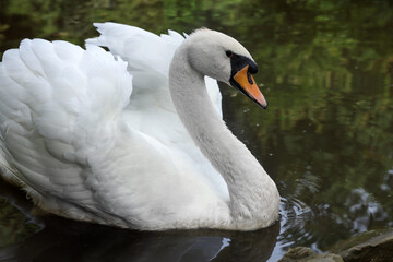 Beautiful white swan swimming in lake outdoors