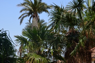 Fototapeta premium Beautiful palm trees with lush leaves growing outside