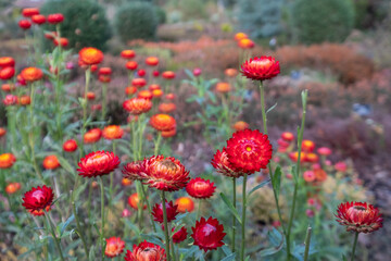 Brightly coloured Xerochrysum Bracteatum everlasting flowers, also known as paper daisy, photographed in early autumn in the heather garden at RHS Wisley, Surrey UK.