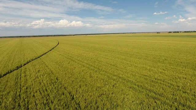 Aerial view of green wheat field stock video