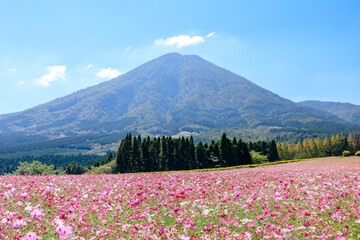 生駒高原のコスモス　宮崎県小林市　Cosmos of Ikoma Plateau. Miyazaki prefecture Kobayashi city.	