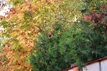 Beautiful autumn atmosphere. Autumn yellow trees.