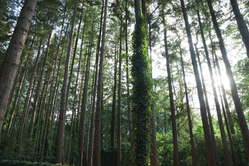 Fototapeta na wymiar Beautiful view of green trees in forest