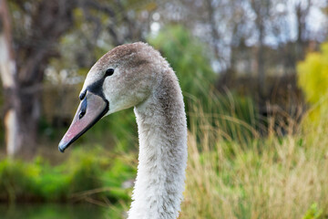 portrait of a young gray swan on the park background
