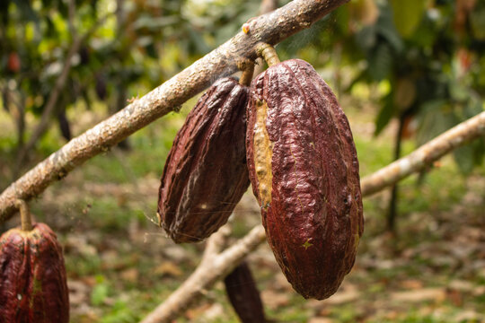 Cocoa fruits grown in the Alto Mayo Valley, located in San Martin Peru