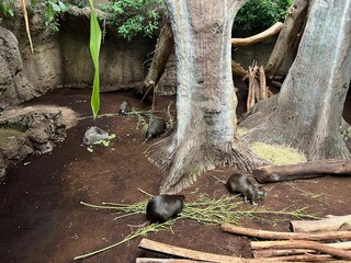 Beautiful fluffy Cuban hutias in zoo enclosure