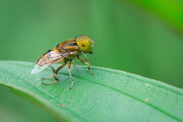 A yellow spot eyed hoverfly on the leaf edge with bokeh background 