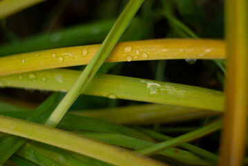 dew on grass