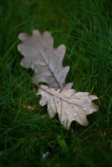autumn leaves on grass