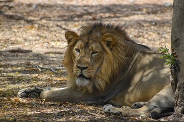 Closeup of a lion resting under the tree and looking mysterious on sunny autumn day