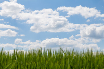 clouds over barley field