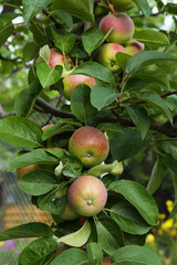 Apples and leaves on tree branch in garden
