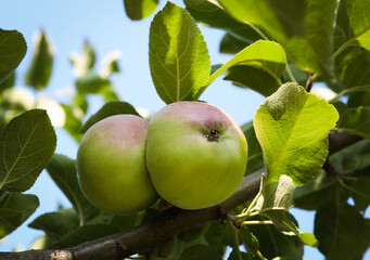 Apple tree with fresh and ripe fruits on sunny day, closeup