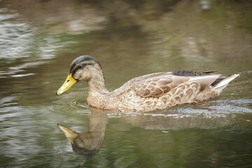 Closeup shot of a cute Stockente duck swimming in a pond