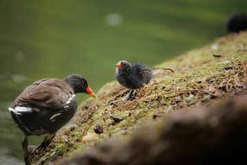 Closeup shot of a moorhen with chick