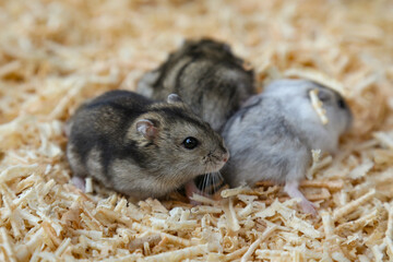 Gray and white hamsters sit on sawdust. Small hamsters on wood shavings.