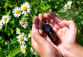Chamomile essential oil. Dark glass bottle with essential oil in hands and chamomile