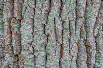 old tree oak bark,texture and background