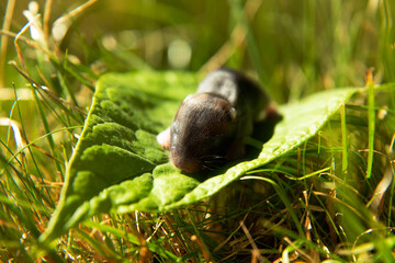 A newborn mouse is lying on a green leaf in the grass on a sunny day. Macro photography.