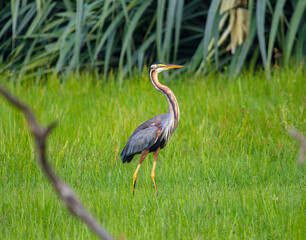 Purple heron