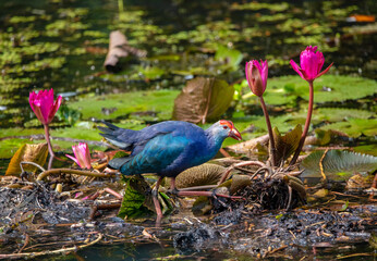 PUrple swamp hen and lotus flowers