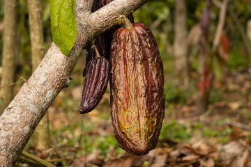Cocoa fruits grown in the Alto Mayo Valley, located in San Martin Peru