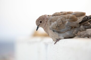 Closeup of collared dove (streptopelia decaocto) sitting on white wall on blurry background