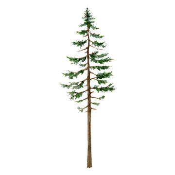 Pine tree illustration. High conifer evergreen plant watercolor illustration. Pine tree with green lush foliage. Forest and park element.