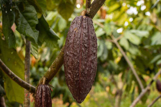 Cocoa fruits grown in the Alto Mayo Valley, located in San Martin Peru
