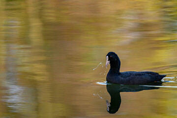 Blässhuhn am See mit Wasserspritzern