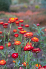 Brightly coloured Xerochrysum Bracteatum everlasting flowers, also known as paper daisy, photographed in early autumn in the heather garden at RHS Wisley, Surrey UK.