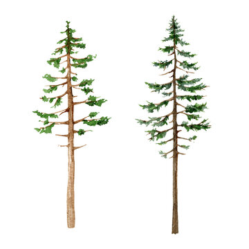 Pine tree hand drawn set. Hight conifer evergreen plant watercolor illustration. Pine tree with green lush foliage. Forest and park element. Spruce isolated on white background