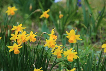 春の庭に咲く黄色い水仙