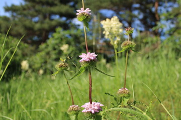 Summer flowers in a resort park in Kislovodsk